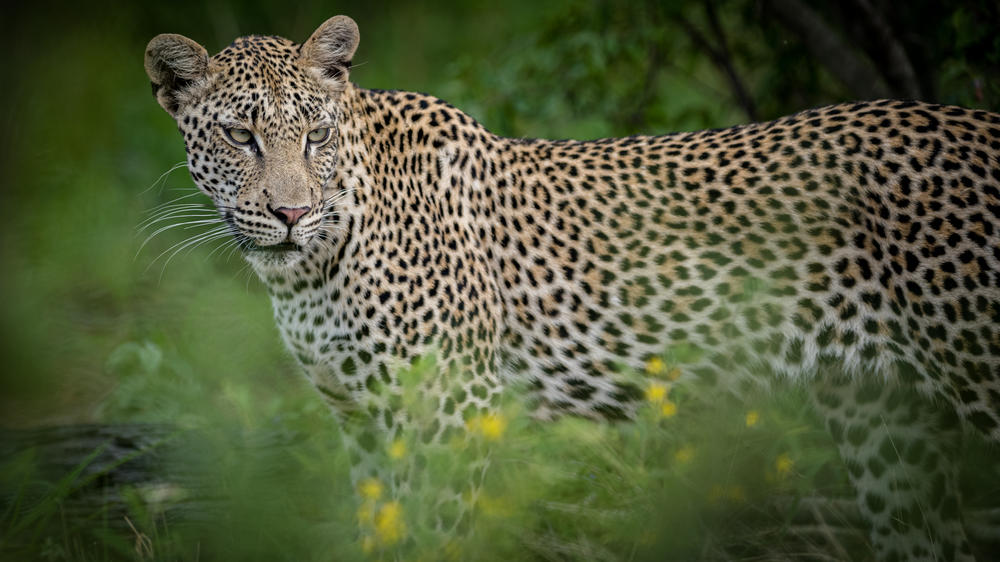 Kambaku Safari Lodge