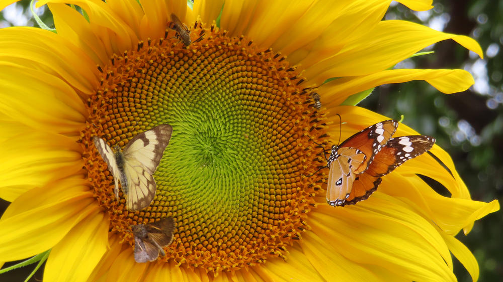 Damara Mopane Lodge Gondwana Collection Namibia