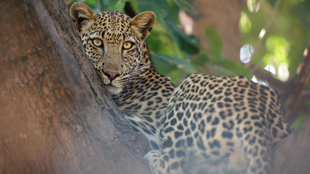 Shawa Luangwa Camp