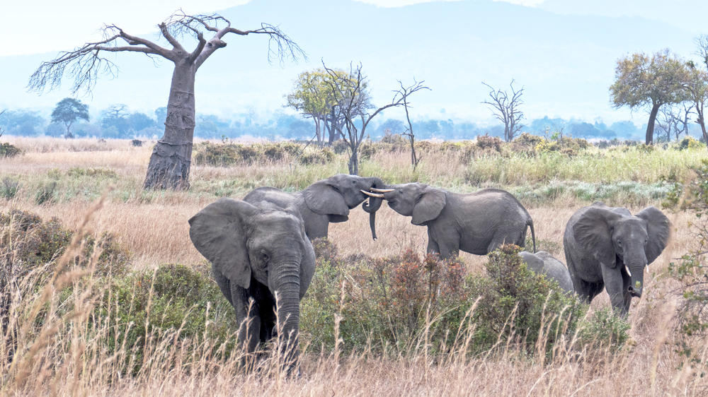 Mikumi National Park