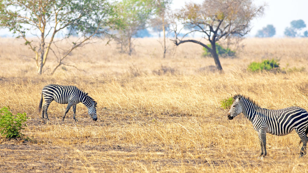 Mikumi National Park