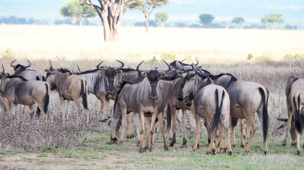 Mikumi National Park