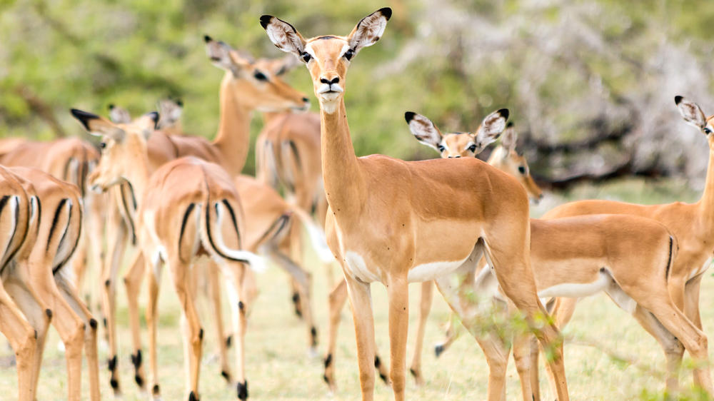 Mikumi National Park