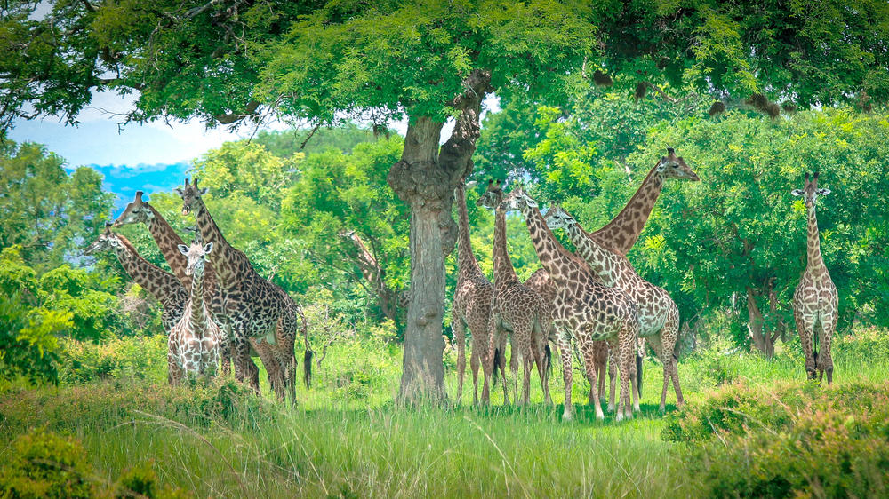 Mikumi National Park