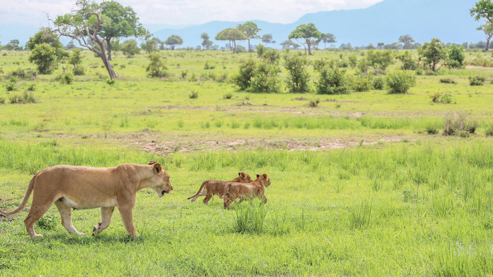 Mikumi National Park