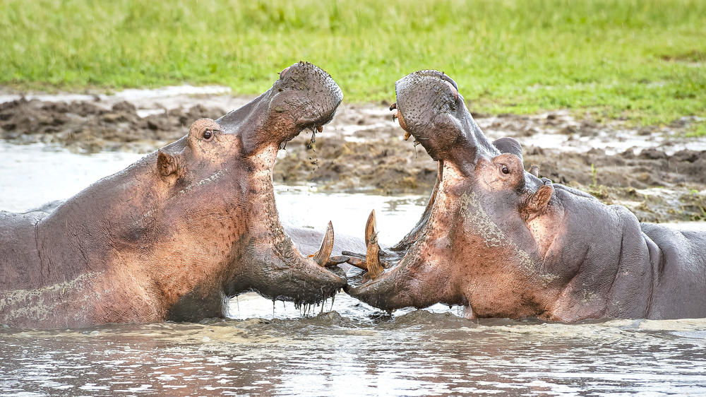 Katavi National Park