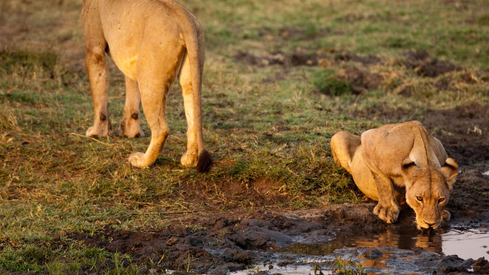 Katavi National Park