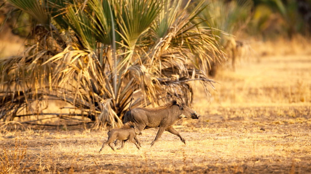 Katavi National Park