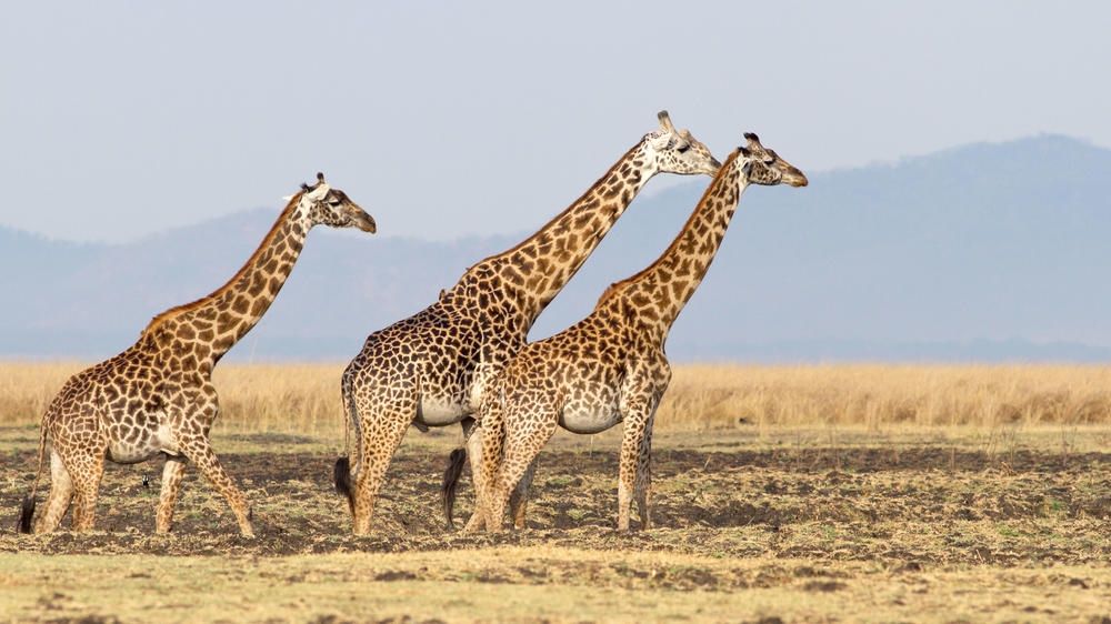 Katavi National Park