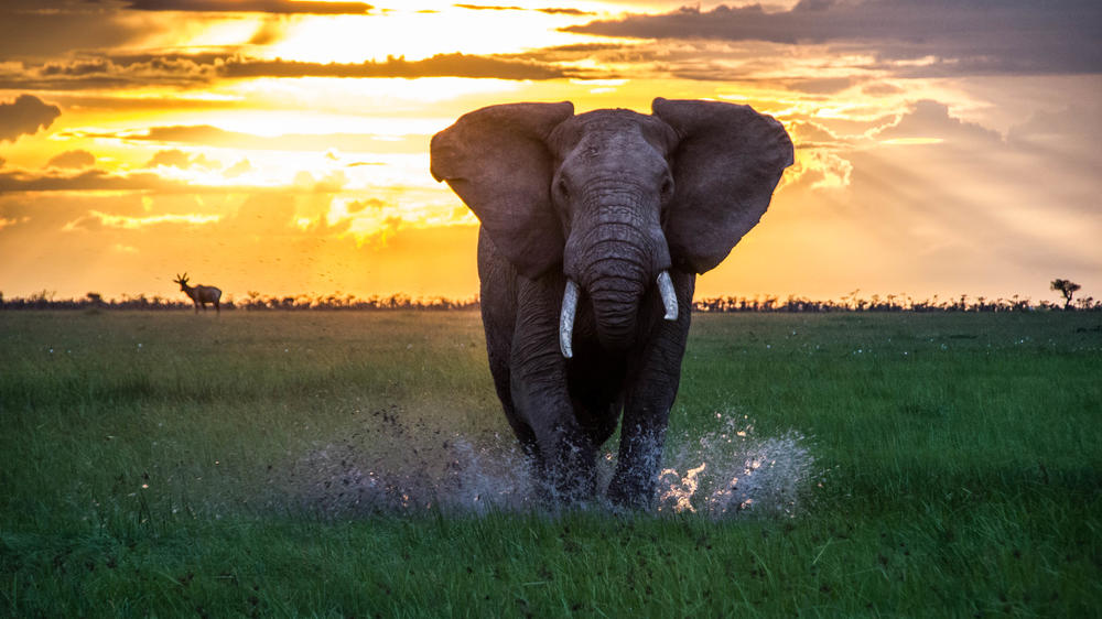 Encounter Mara