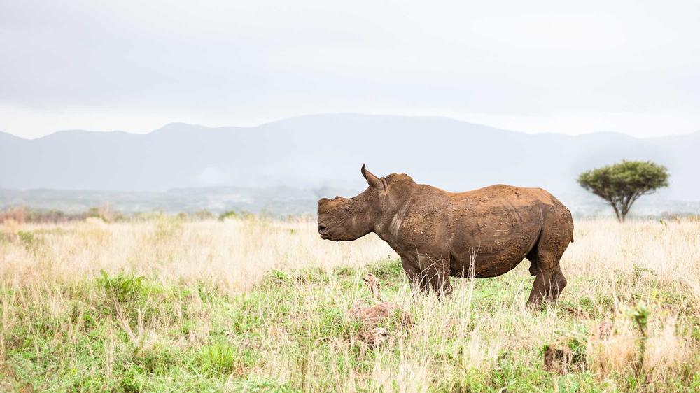 South Africa - 8-day Kwazulu Natal Off The Beaten Track Safari - Tailored Self-drive