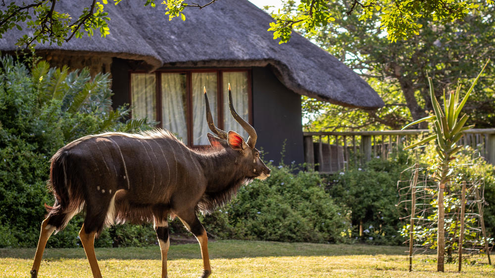 Rhino River Lodge
