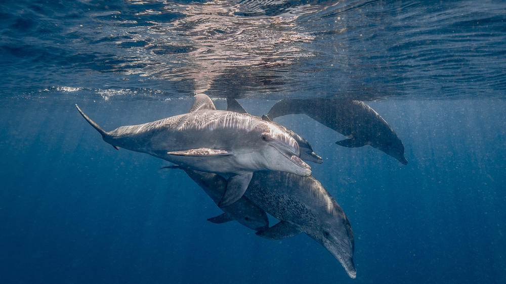 White Pearl Resorts Ponta Mamoli