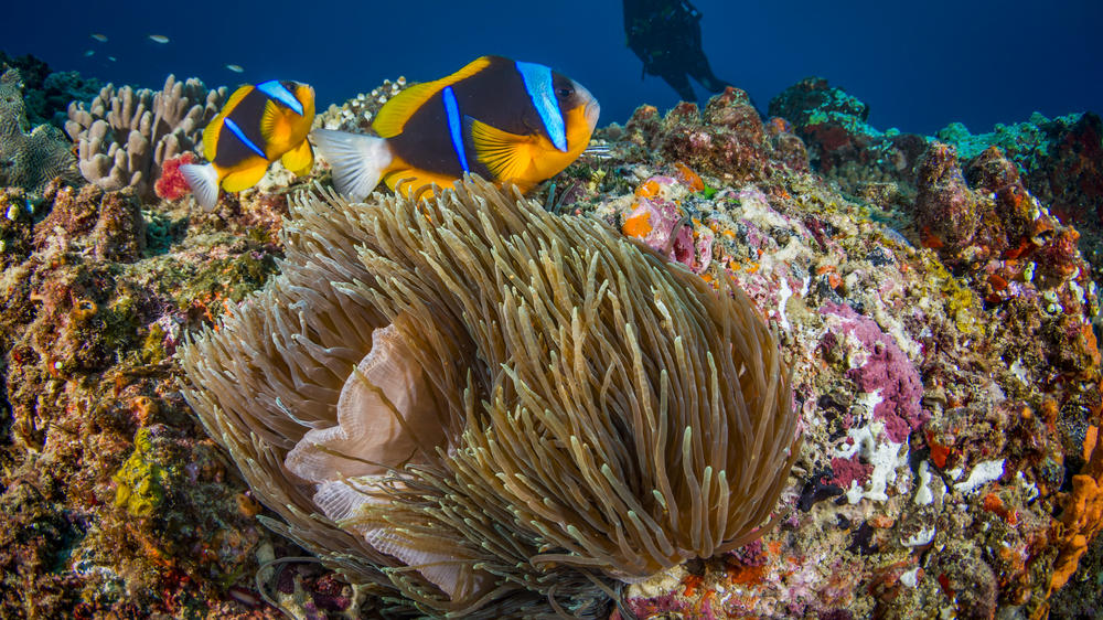 White Pearl Resorts Ponta Mamoli