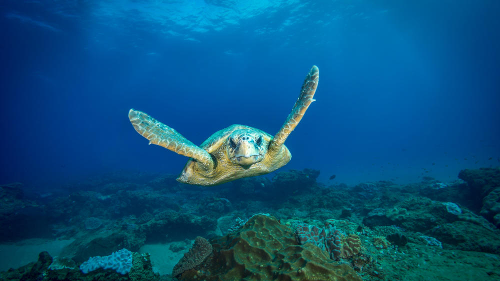 White Pearl Resorts Ponta Mamoli