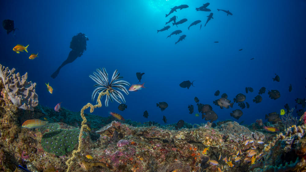 White Pearl Resorts Ponta Mamoli