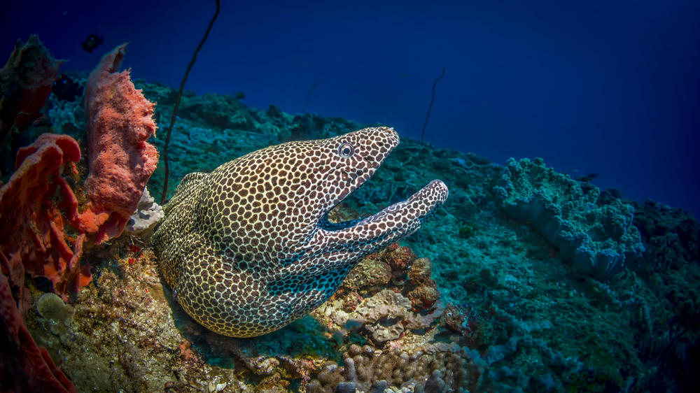 White Pearl Resorts Ponta Mamoli