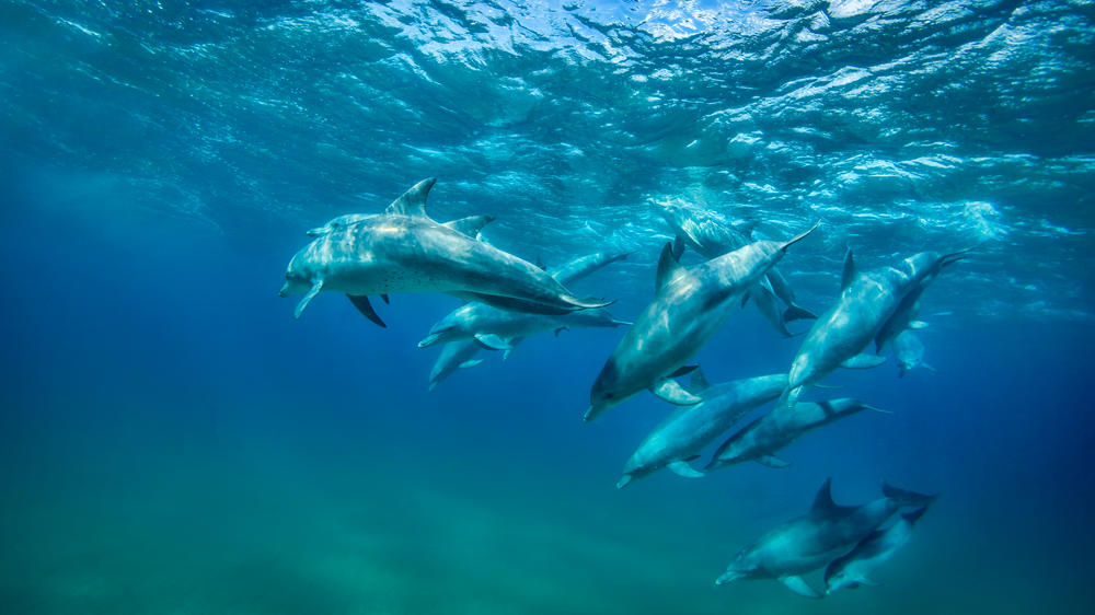 White Pearl Resorts Ponta Mamoli