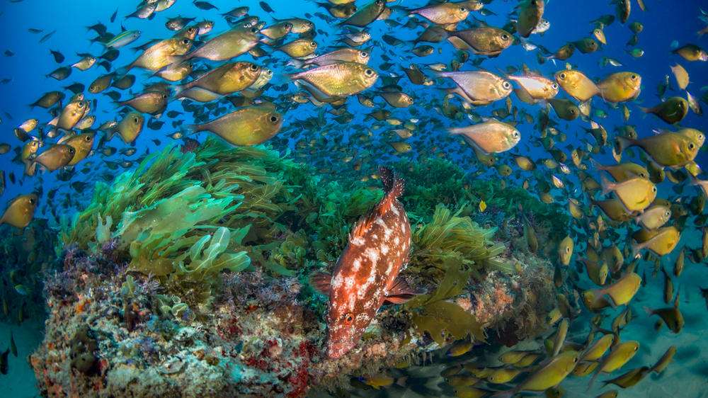 White Pearl Resorts Ponta Mamoli