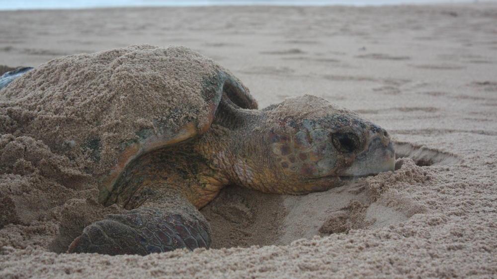 White Pearl Resorts Ponta Mamoli