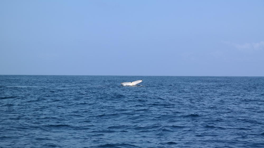 White Pearl Resorts Ponta Mamoli