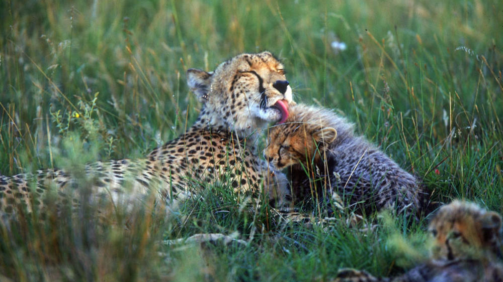 Amakhala HillsNek Safari Camp