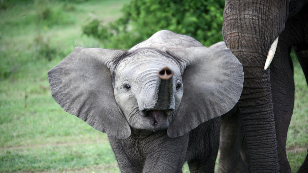 Amakhala HillsNek Safari Camp