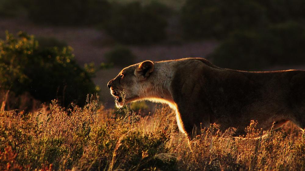 Amakhala HillsNek Safari Camp