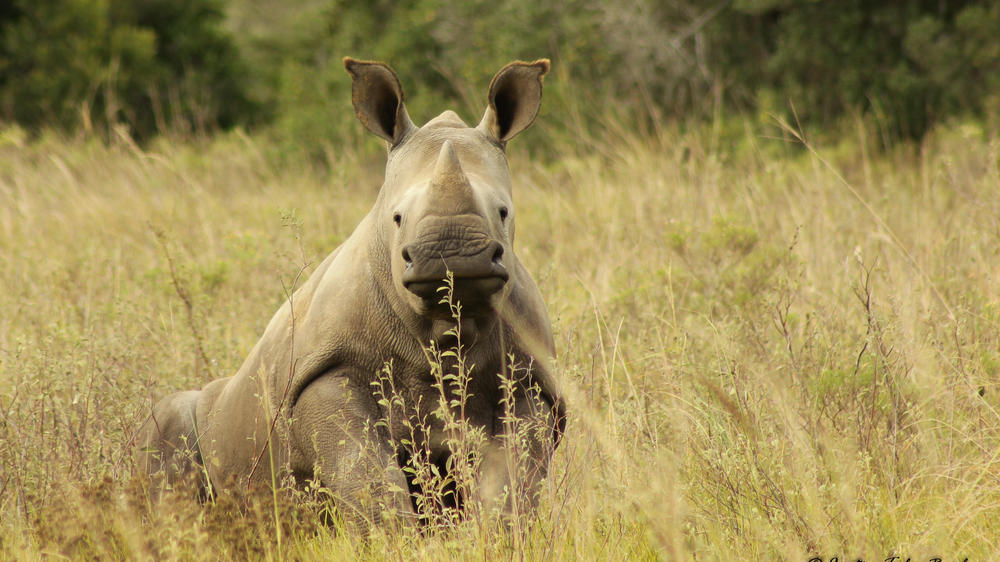 Amakhala HillsNek Safari Camp
