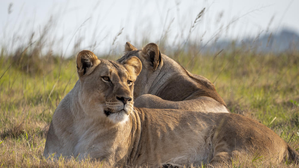 Amakhala HillsNek Safari Camp