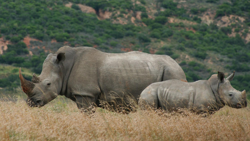 Amakhala HillsNek Safari Camp