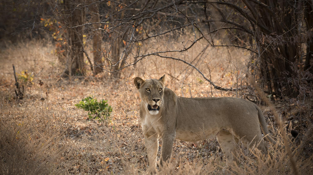 African Bush Camps Kanga Expeditions