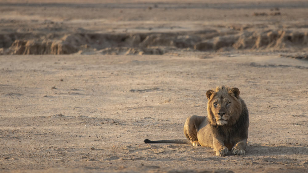 African Bush Camps Kanga Expeditions