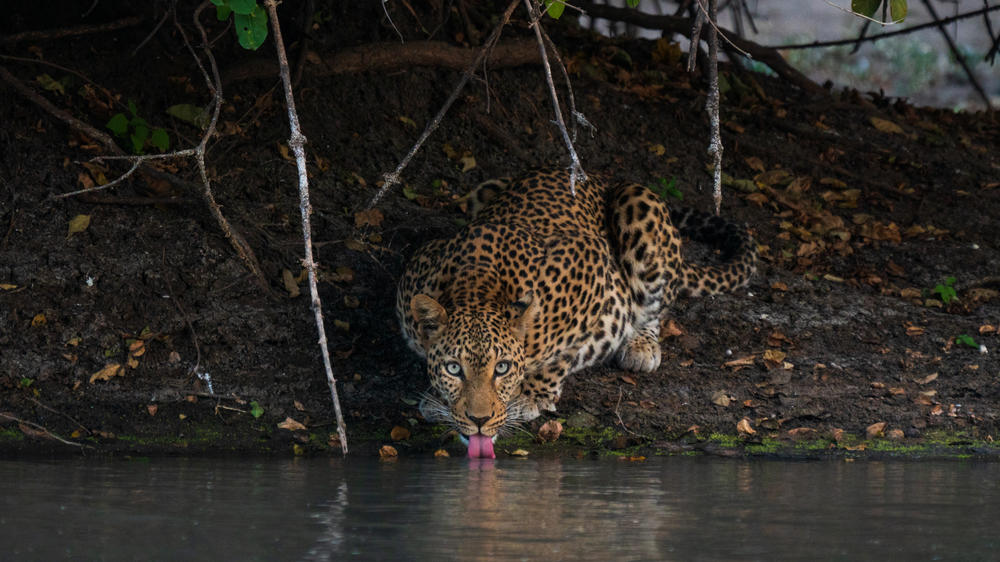 African Bush Camps Kanga Expeditions