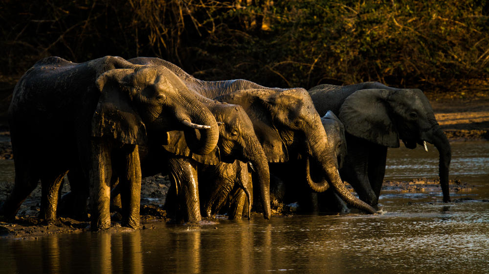 African Bush Camps Kanga Expeditions