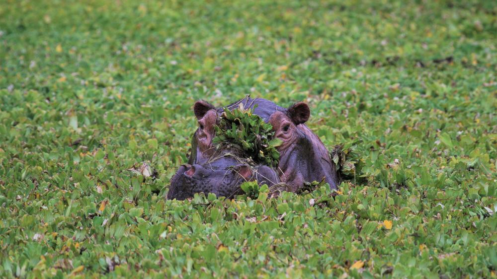African Bush Camps Kanga Expeditions