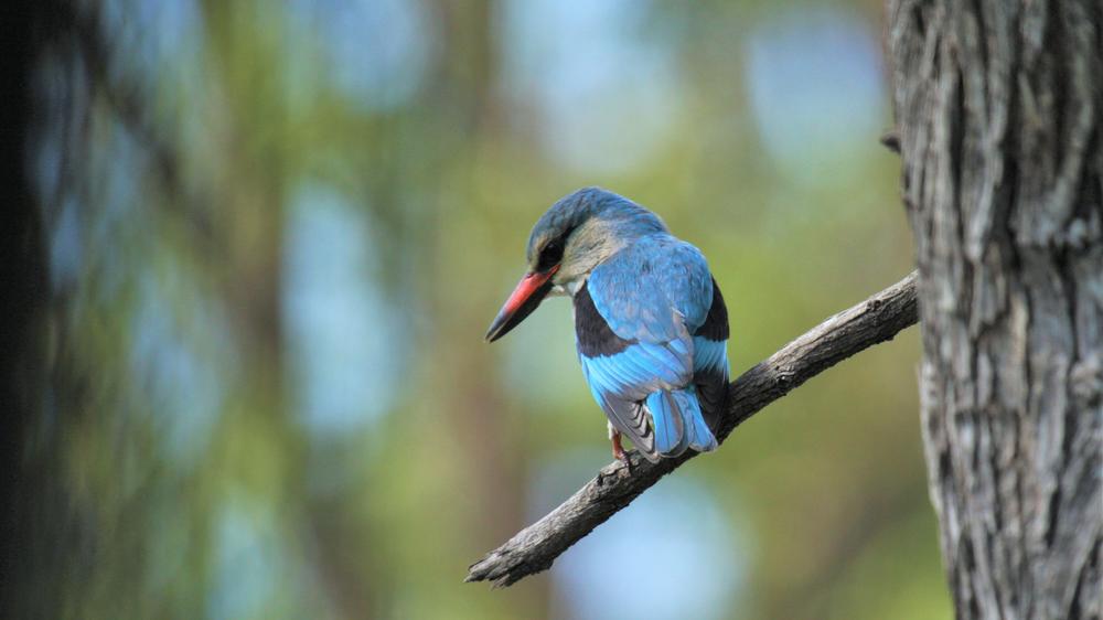 African Bush Camps Kanga Expeditions