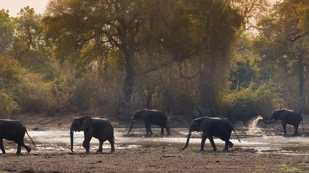 African Bush Camps Kanga Expeditions