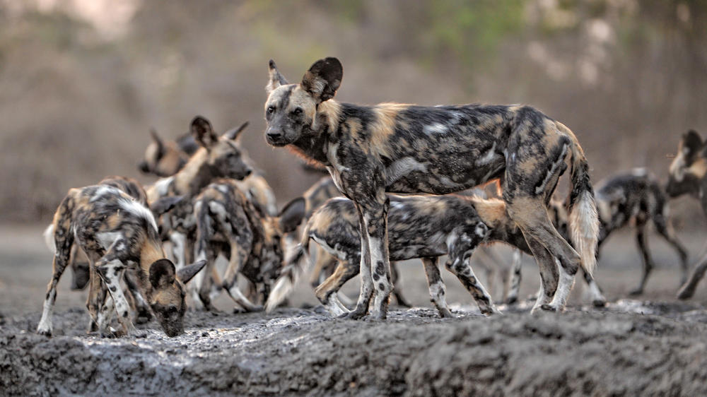 African Bush Camps Kanga Expeditions