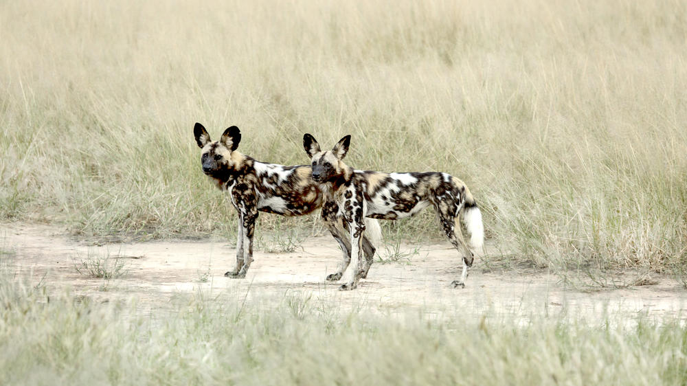 African Bush Camps Kanga Expeditions