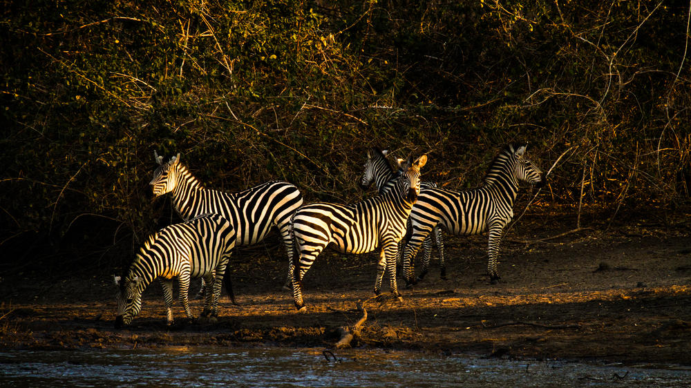 African Bush Camps Kanga Expeditions