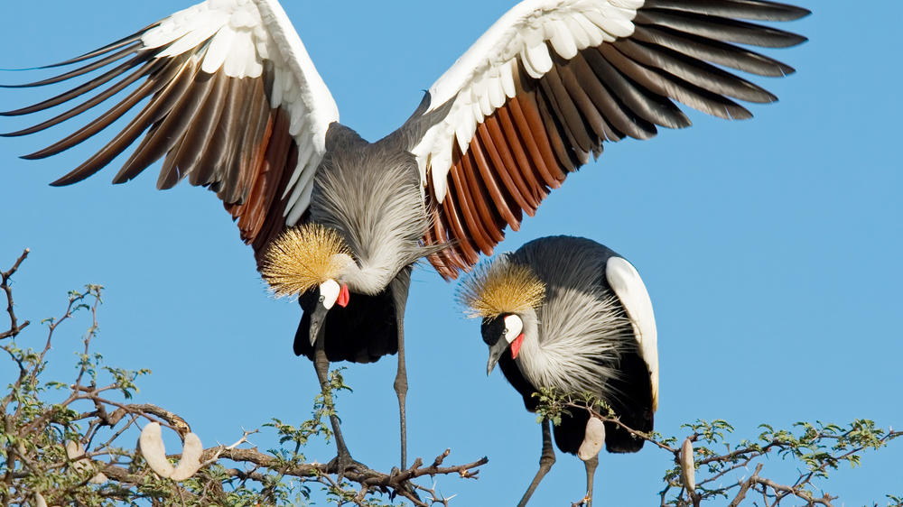 Eastern Hwange National Park