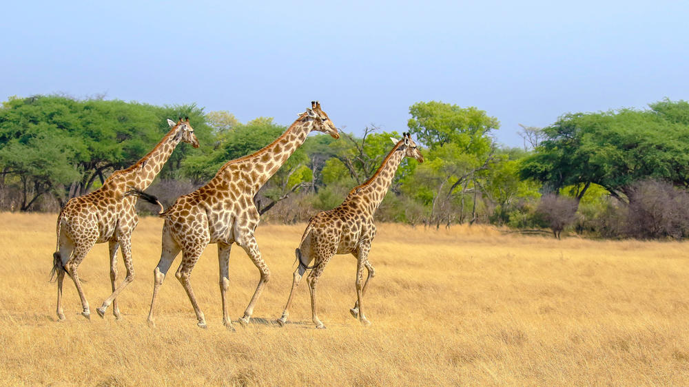 Eastern Hwange National Park
