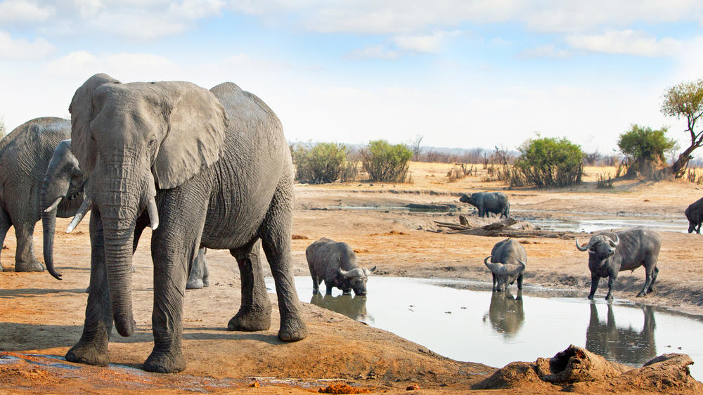 Eastern Hwange National Park