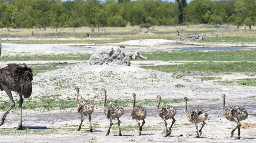 Eastern Hwange National Park