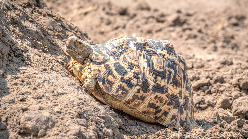Southern Hwange National Park