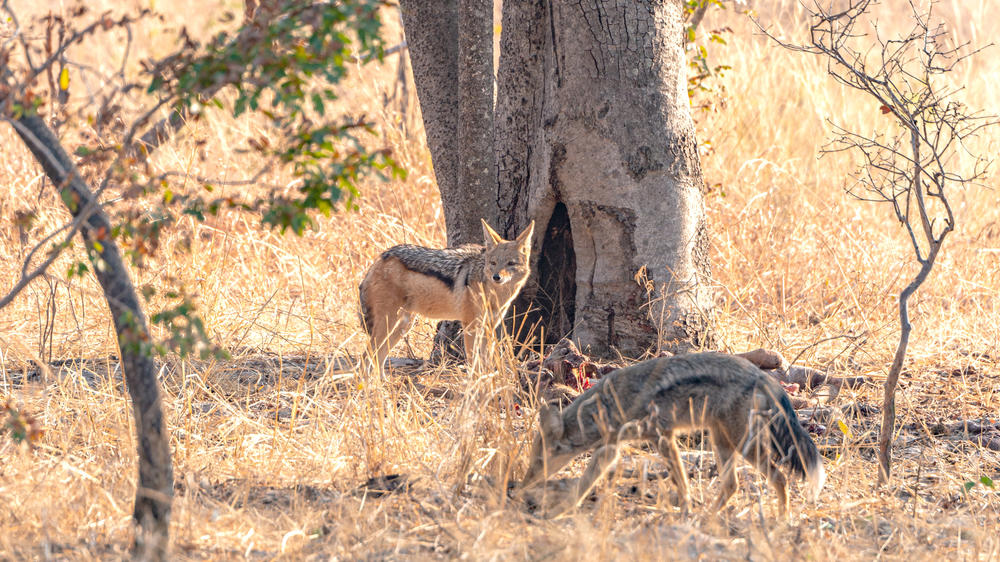 Southern Hwange National Park