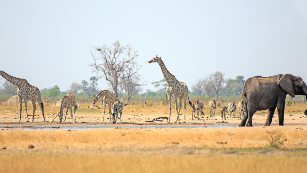 Southern Hwange National Park