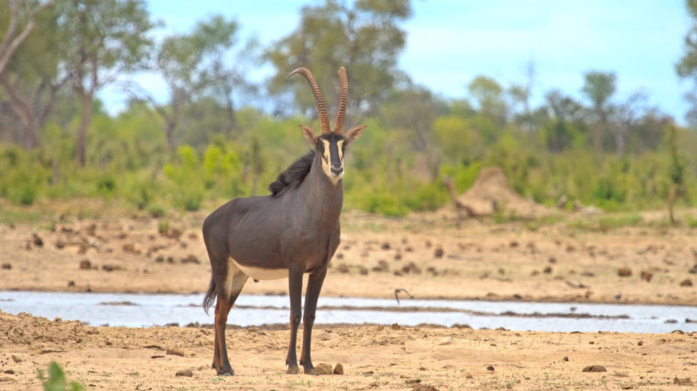 Southern Hwange National Park