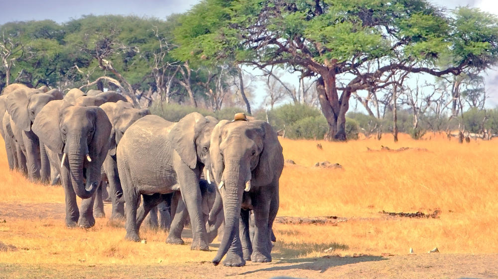 Southern Hwange National Park